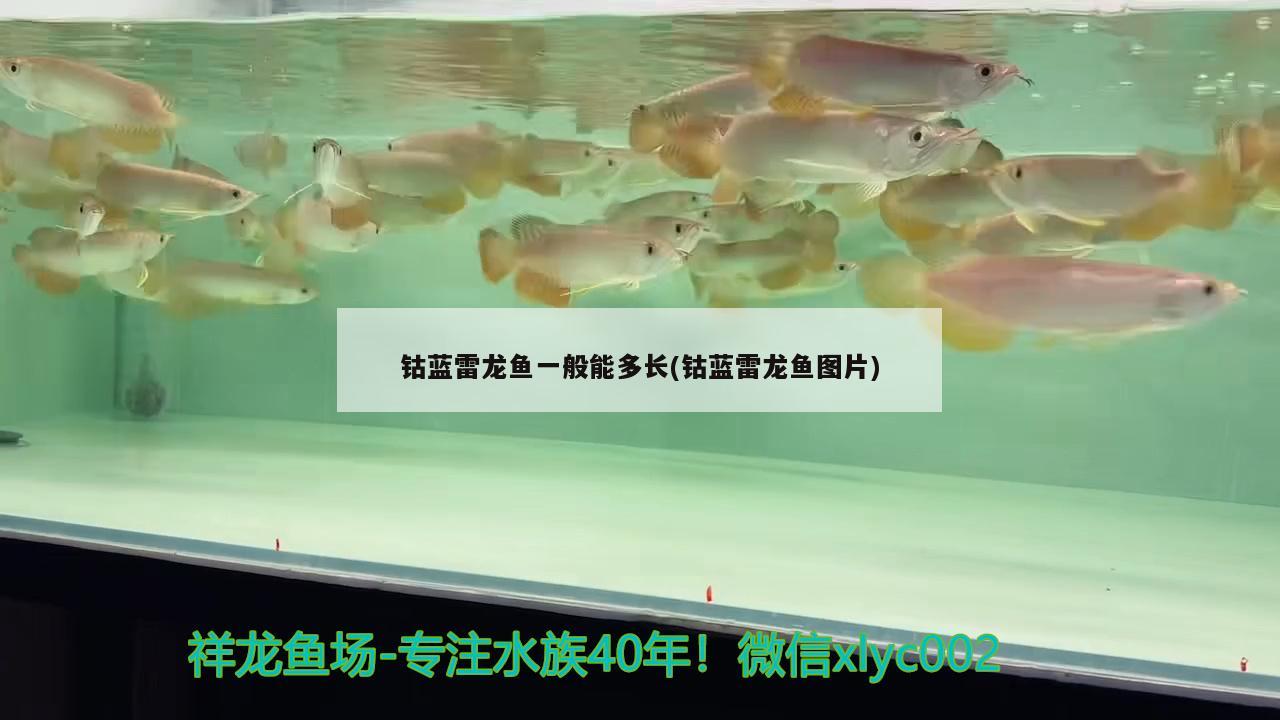 鈷藍雷龍魚一般能多長(鈷藍雷龍魚圖片) 杰西卡恐龍魚