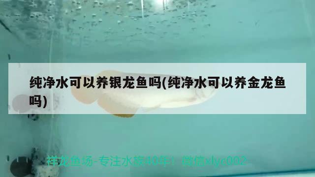 純凈水可以養(yǎng)銀龍魚嗎(純凈水可以養(yǎng)金龍魚嗎) 銀龍魚