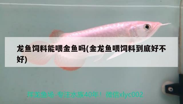 龍魚飼料能喂金魚嗎(金龍魚喂飼料到底好不好) 觀賞龜/鱉飼料