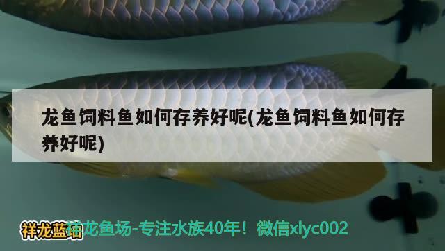 龍魚飼料魚如何存養(yǎng)好呢(龍魚飼料魚如何存養(yǎng)好呢) 撒旦鴨嘴魚