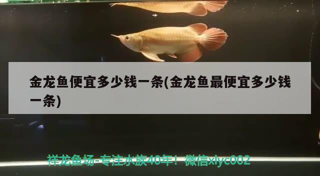 金龍魚便宜多少錢一條(金龍魚最便宜多少錢一條) 喂食器