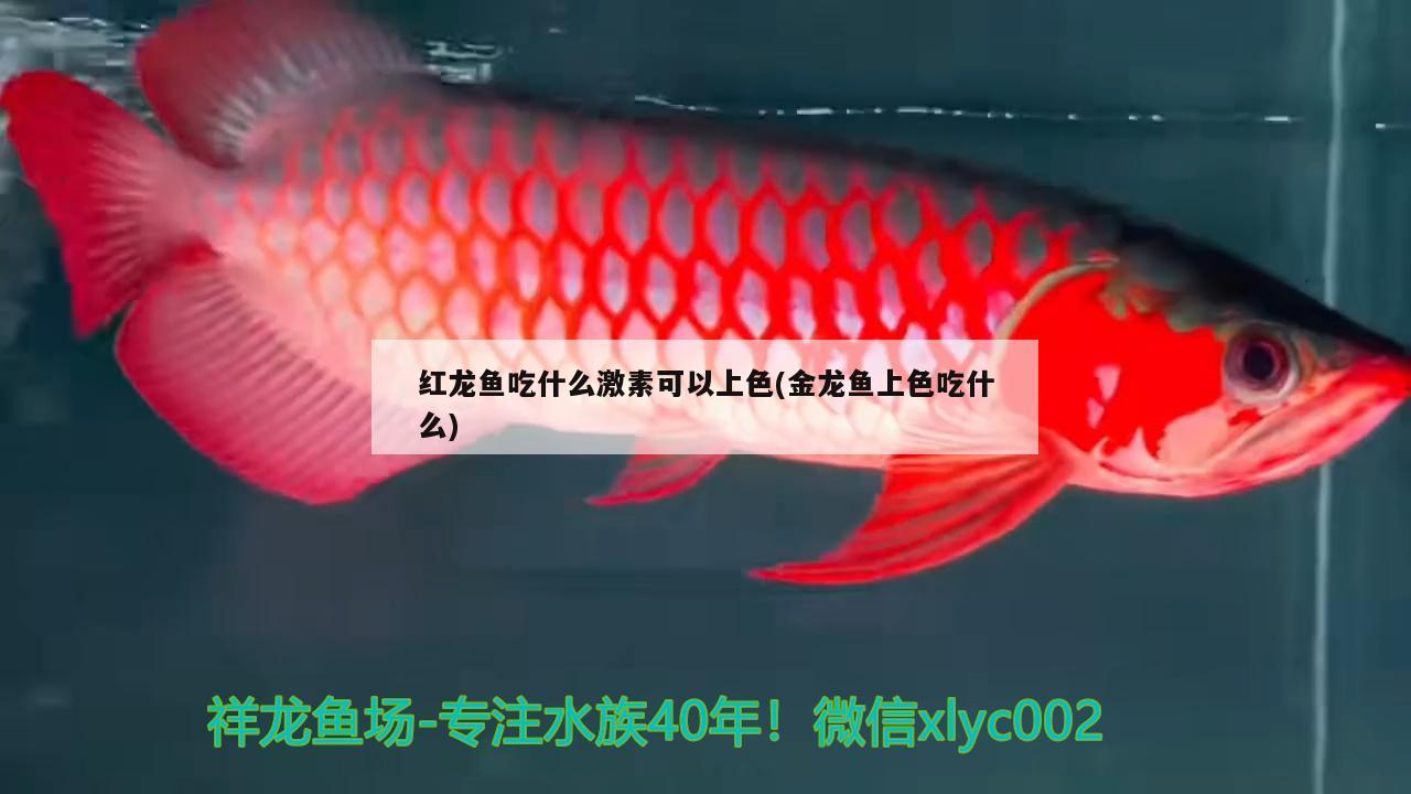 龍魚什么樣算掉眼睛(龍魚什么樣算掉眼睛啦)