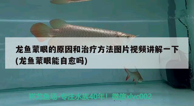 龍魚蒙眼的原因和治療方法圖片視頻講解一下(龍魚蒙眼能自愈嗎) 女王大帆魚苗