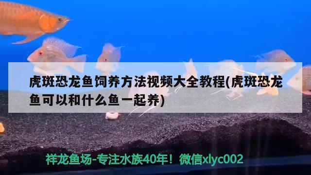 虎斑恐龍魚飼養(yǎng)方法視頻大全教程(虎斑恐龍魚可以和什么魚一起養(yǎng)) 虎斑恐龍魚