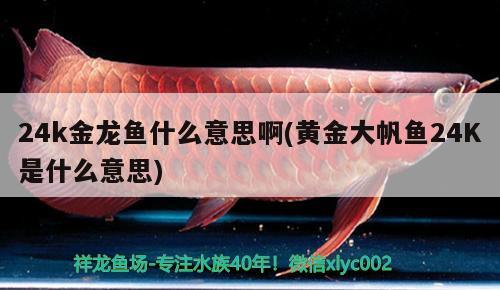 24k金龍魚什么意思啊(黃金大帆魚24K是什么意思)