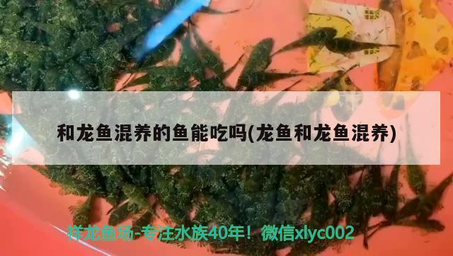 龍魚的最佳溫度是多少度：龍魚適應(yīng)溫度