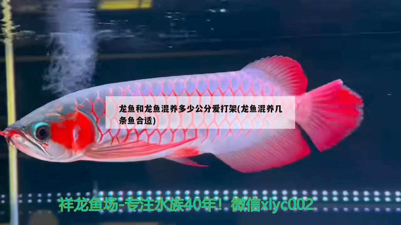 龍魚和龍魚混養(yǎng)多少公分愛打架(龍魚混養(yǎng)幾條魚合適) 飛鳳魚苗 第2張