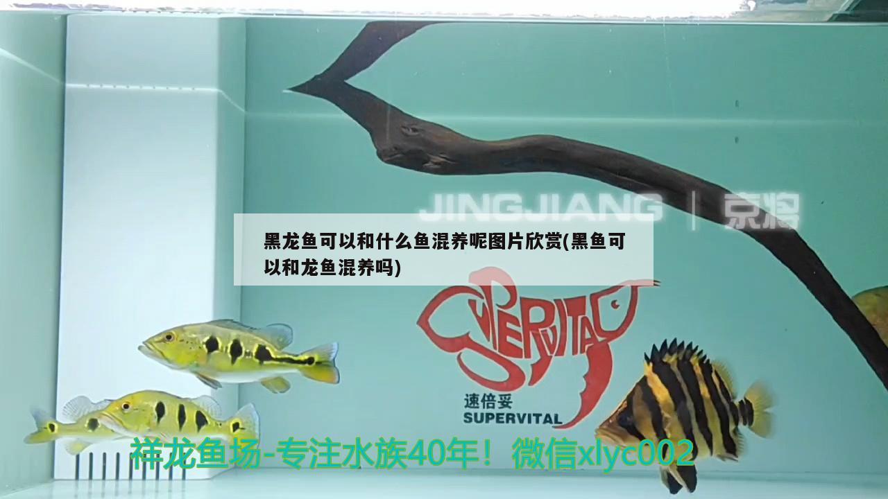 黑龍魚可以和什么魚混養(yǎng)呢圖片欣賞(黑魚可以和龍魚混養(yǎng)嗎) 女王大帆魚