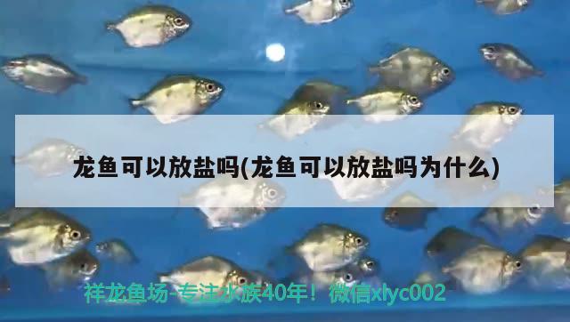 龍魚可以放鹽嗎(龍魚可以放鹽嗎為什么)