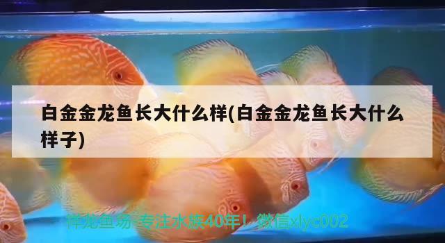 白金金龍魚長大什么樣(白金金龍魚長大什么樣子) 元寶鳳凰魚