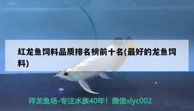 布隆迪可以和龍魚混養(yǎng)嗎(布隆迪能和龍魚混養(yǎng)嗎) 廣州龍魚批發(fā)市場(chǎng)