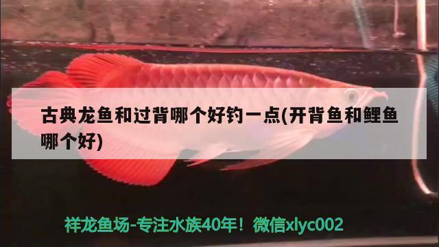 開(kāi)缸養(yǎng)水 觀賞魚(yú)論壇 第2張