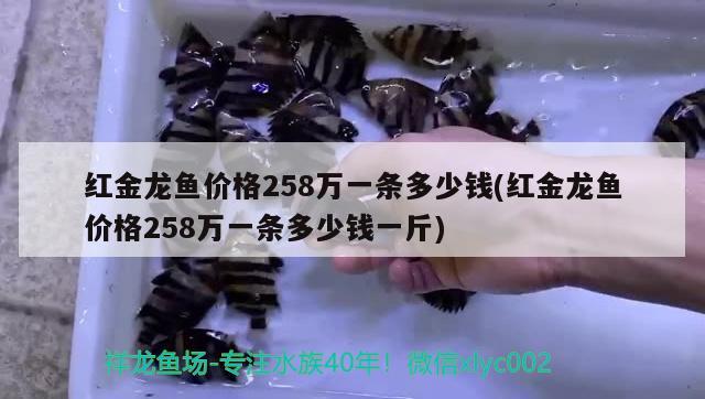 紅金龍魚價格258萬一條多少錢(紅金龍魚價格258萬一條多少錢一斤) 新加坡號半紅龍魚（練手級紅龍魚）