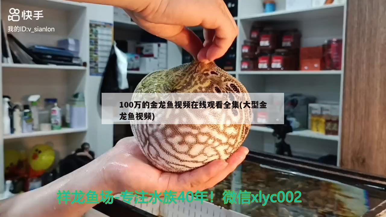 100萬的金龍魚視頻在線觀看全集(大型金龍魚視頻) 丹頂錦鯉魚