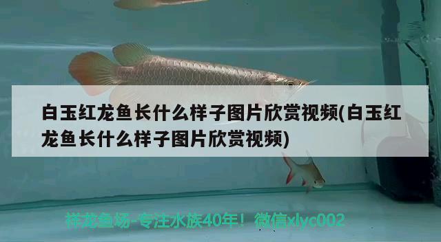 白玉紅龍魚長什么樣子圖片欣賞視頻(白玉紅龍魚長什么樣子圖片欣賞視頻)