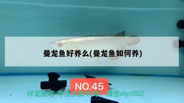 曼龍魚好養(yǎng)么(曼龍魚如何養(yǎng))