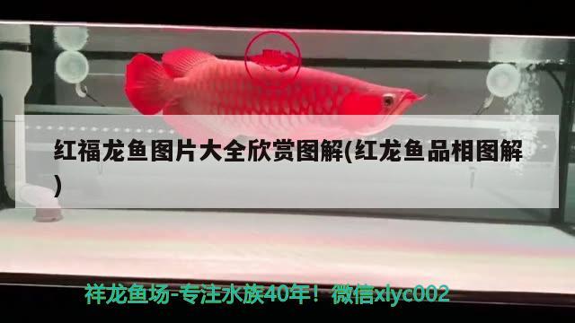 紅福龍魚圖片大全欣賞圖解(紅龍魚品相圖解) 短身紅龍魚