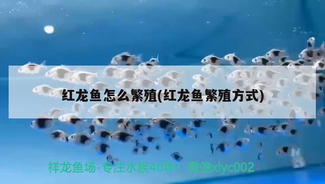 老榆木仿古花架價格行情有誰了解過，洛陽哪里賣的魚缸不會漏水