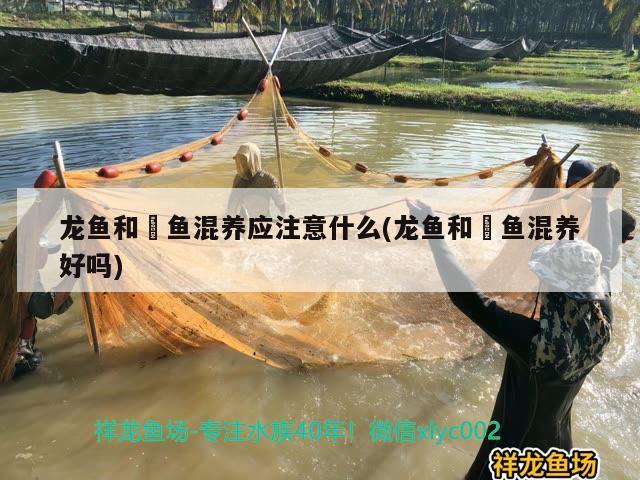 龍魚和魟魚混養(yǎng)應(yīng)注意什么(龍魚和魟魚混養(yǎng)好嗎) 觀賞魚水族批發(fā)市場(chǎng)