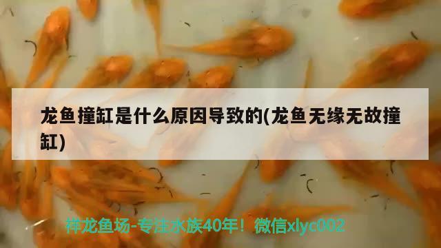 紅龍魚褪色上色(紅龍魚褪色多久能回色) BD魟魚