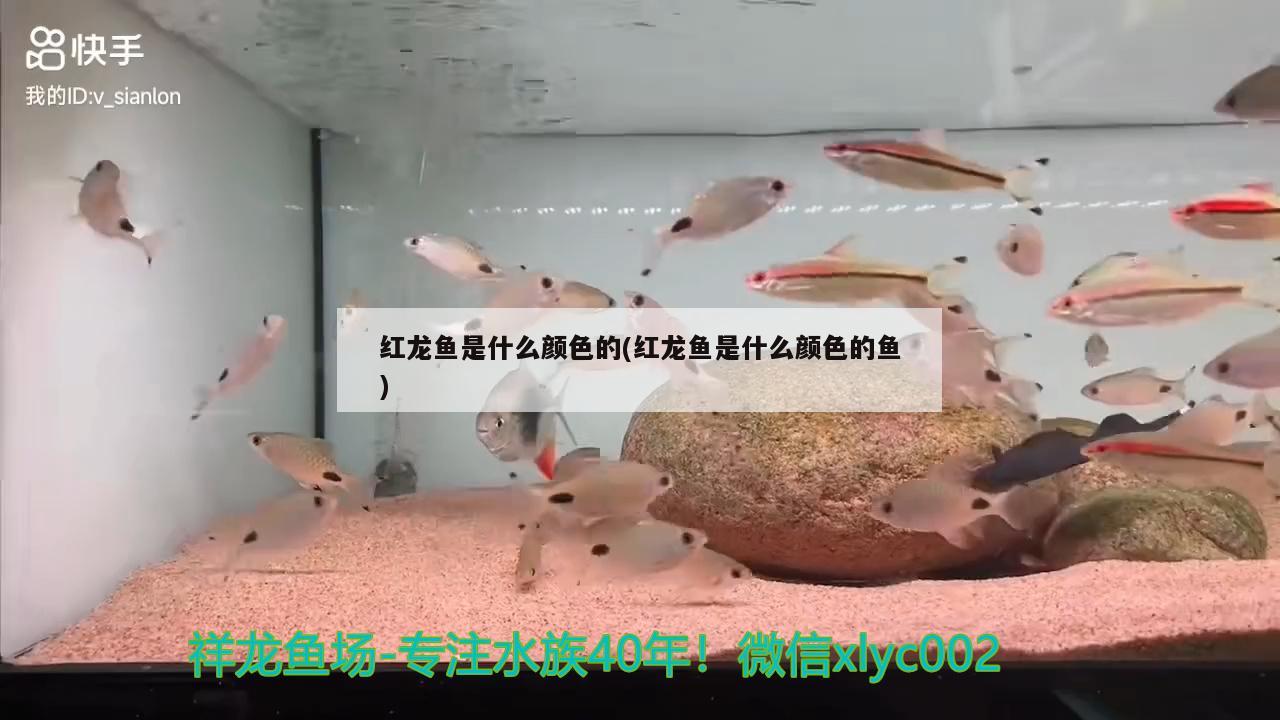 紅龍魚是什么顏色的(紅龍魚是什么顏色的魚) 印尼三紋虎