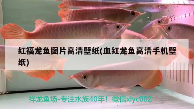 大型魚缸安裝教程視頻大全圖片（大魚缸怎么安裝的視頻教學(xué)） 肥料 第3張