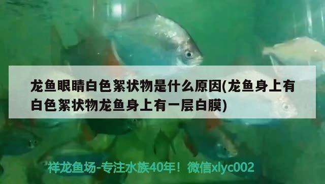 龍魚(yú)眼睛白色絮狀物是什么原因(龍魚(yú)身上有白色絮狀物龍魚(yú)身上有一層白膜)