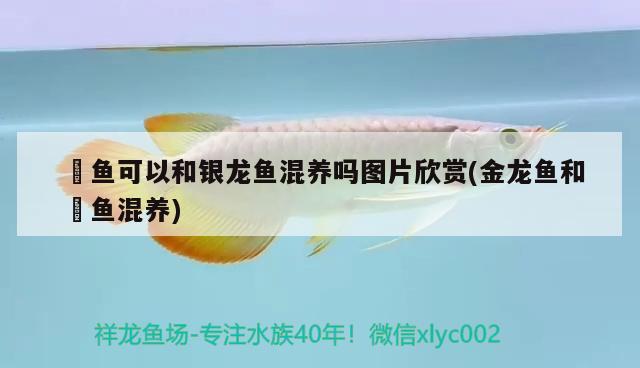 龍魚(yú)缸過(guò)濾系統(tǒng)安裝圖(龍魚(yú)魚(yú)缸過(guò)濾系統(tǒng)圖解)