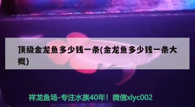 頂級(jí)金龍魚(yú)多少錢一條(金龍魚(yú)多少錢一條大概) 白玉紅龍魚(yú)