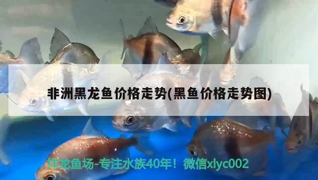 非洲黑龍魚價格走勢(黑魚價格走勢圖) 虎魚魚苗