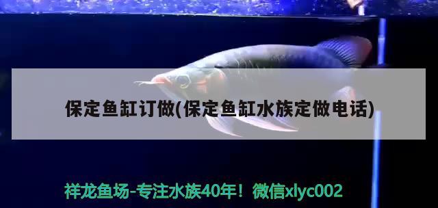 保定魚缸訂做(保定魚缸水族定做電話) 黃金眼鏡蛇雷龍魚