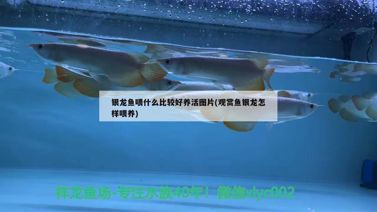 銀龍魚喂什么比較好養(yǎng)活圖片(觀賞魚銀龍怎樣喂養(yǎng))