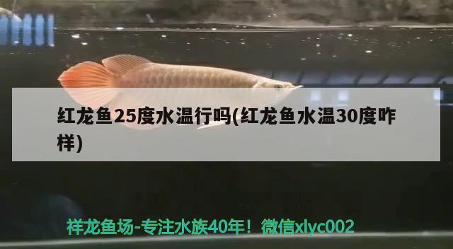 紅龍魚25度水溫行嗎(紅龍魚水溫30度咋樣) 觀賞魚水族批發(fā)市場