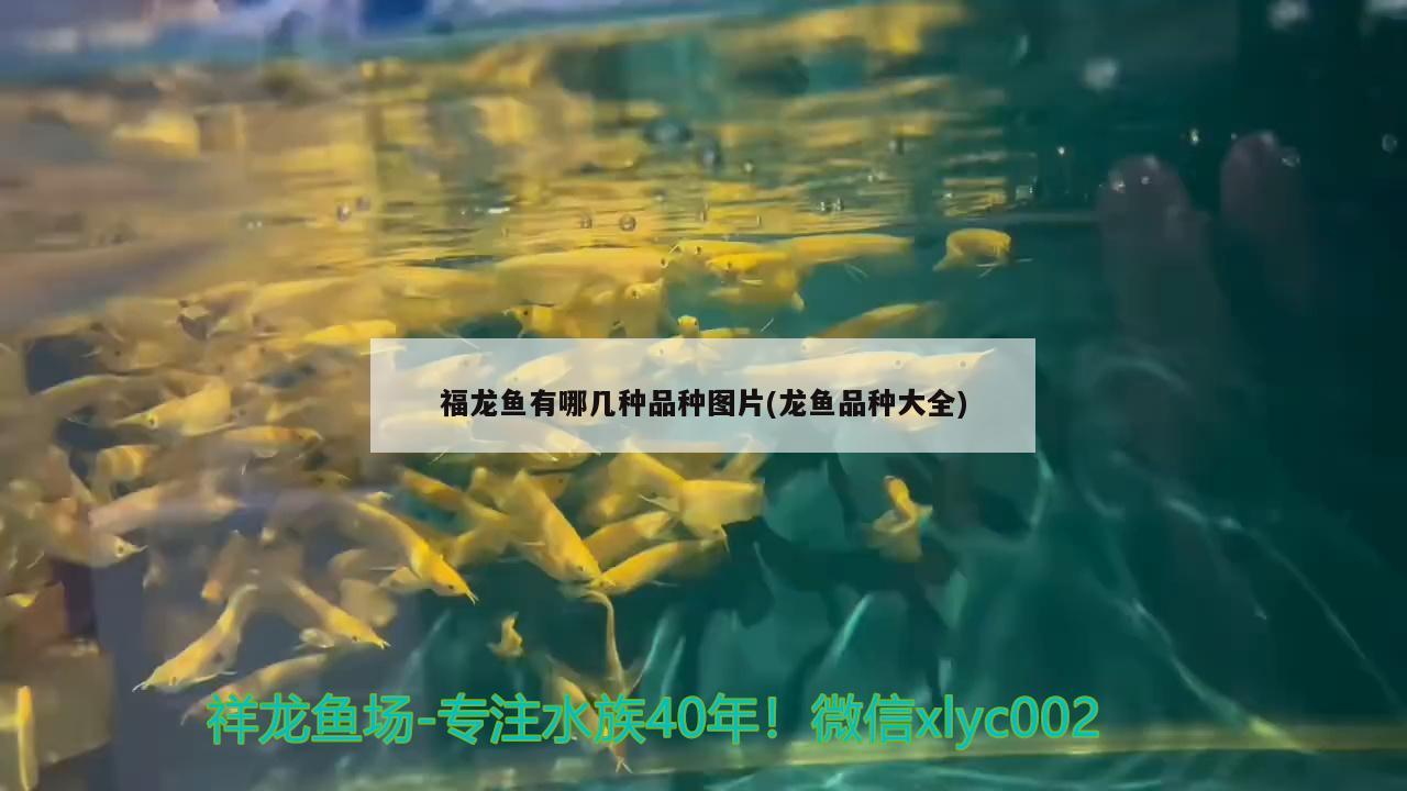 金龍魚白缸養(yǎng)還是黑缸養(yǎng)好看（金龍魚適應(yīng)的水溫是多少度） 觀賞龜/鱉飼料 第2張