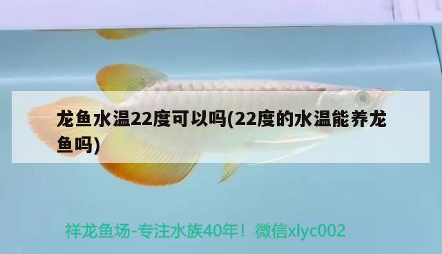 龍魚水溫22度可以嗎(22度的水溫能養(yǎng)龍魚嗎)