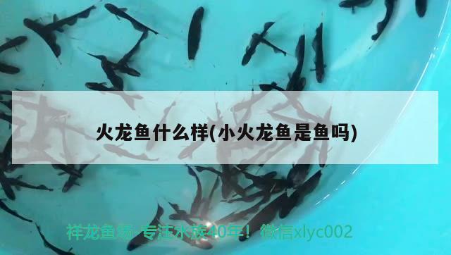 火龍魚什么樣(小火龍魚是魚嗎) 二氧化碳設(shè)備