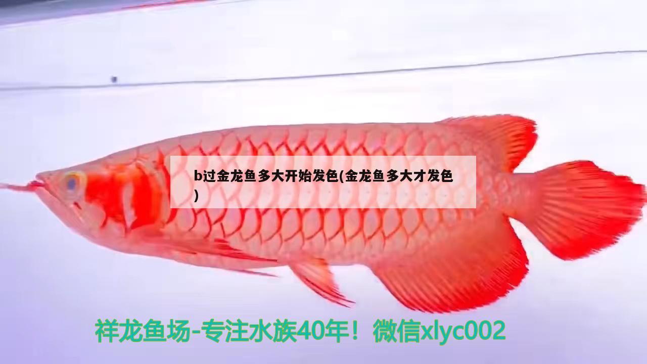 b過金龍魚多大開始發(fā)色(金龍魚多大才發(fā)色)