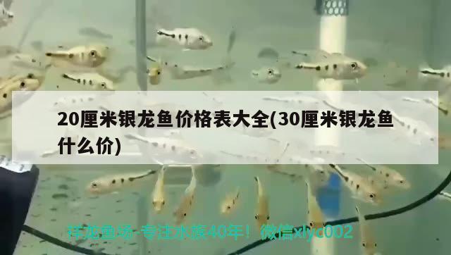 20厘米銀龍魚價(jià)格表大全(30厘米銀龍魚什么價(jià)) 銀龍魚