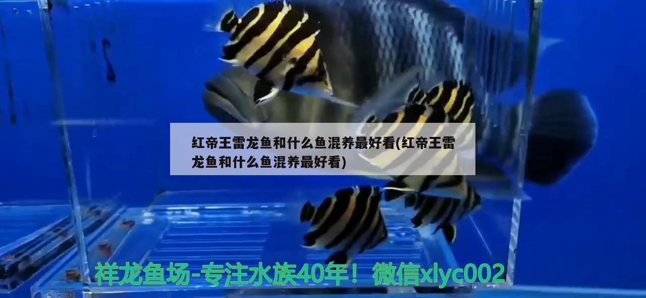 紅帝王雷龍魚和什么魚混養(yǎng)最好看(紅帝王雷龍魚和什么魚混養(yǎng)最好看)