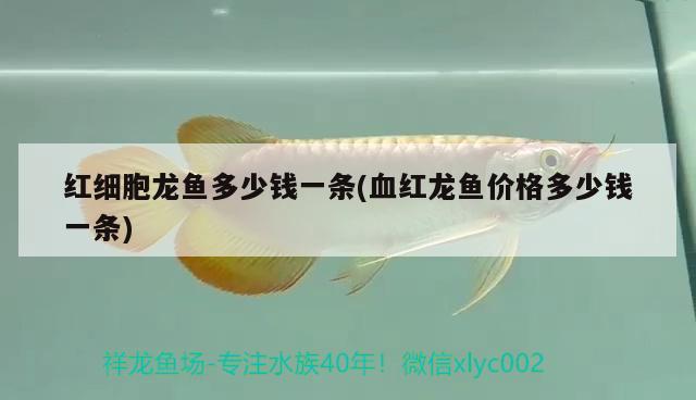 紅細胞龍魚多少錢一條(血紅龍魚價格多少錢一條) 龍魚專用燈