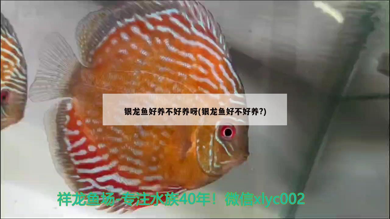 銀龍魚好養(yǎng)不好養(yǎng)呀(銀龍魚好不好養(yǎng)?)