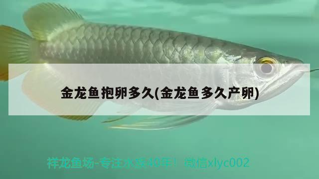 金龍魚抱卵多久(金龍魚多久產(chǎn)卵) 水溫計(jì)