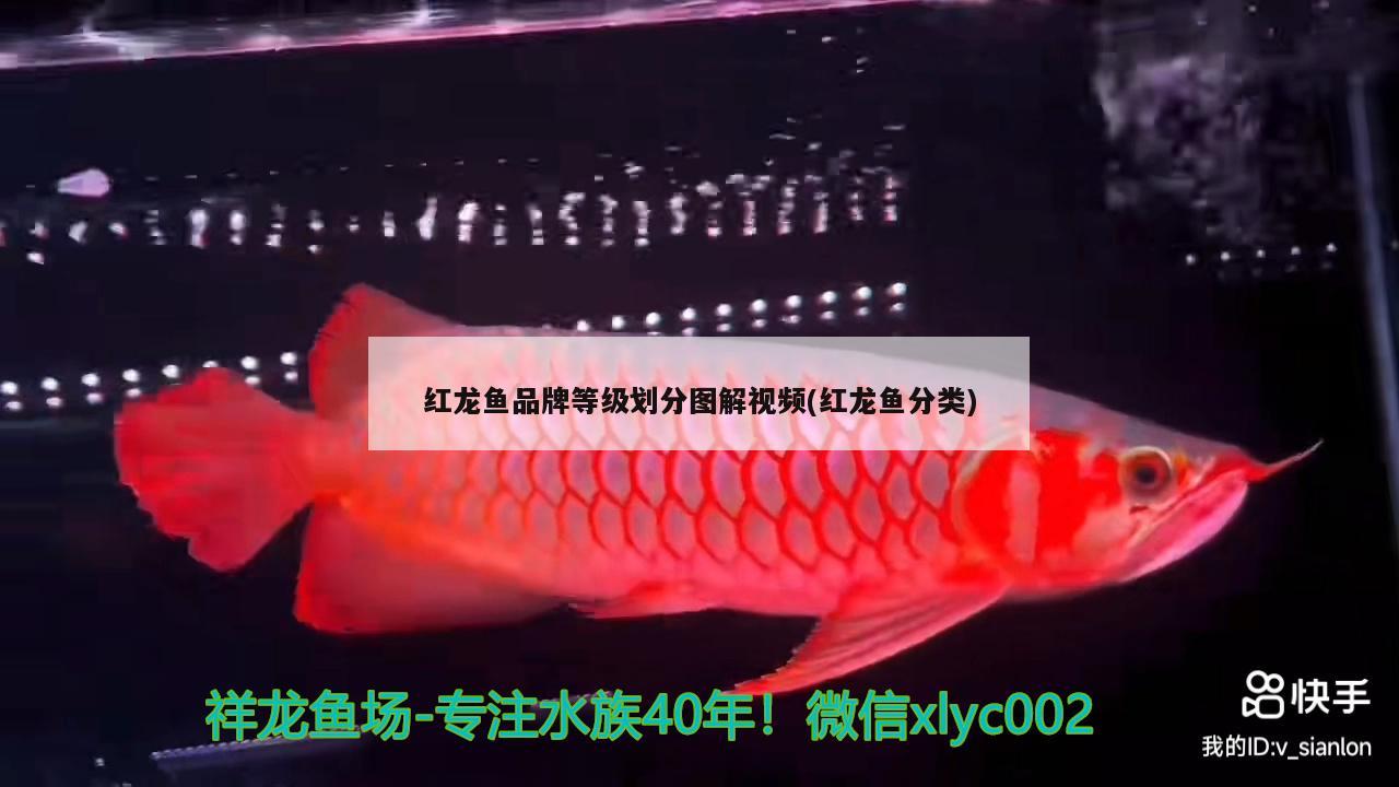 紅龍魚品牌等級(jí)劃分圖解視頻(紅龍魚分類) 帝王迷宮魚