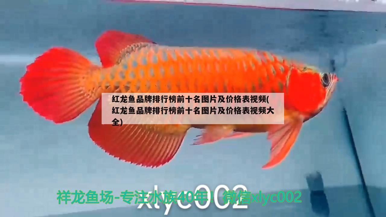 紅龍魚(yú)品牌排行榜前十名圖片及價(jià)格表視頻(紅龍魚(yú)品牌排行榜前十名圖片及價(jià)格表視頻大全)