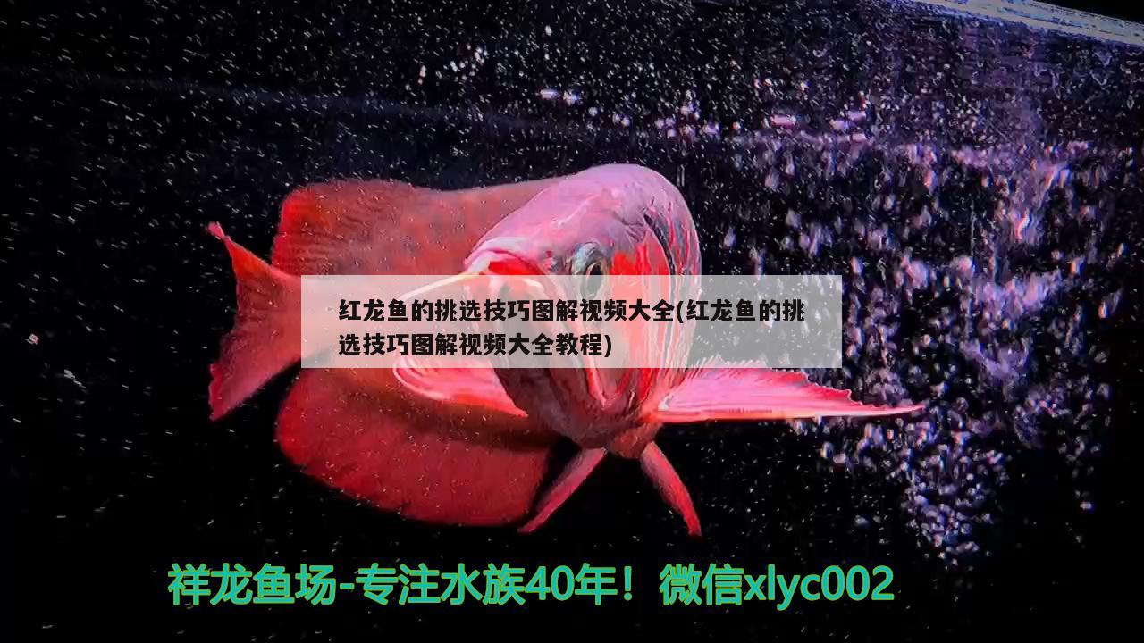 紅龍魚的挑選技巧圖解視頻大全(紅龍魚的挑選技巧圖解視頻大全教程) 祥龍龍魚專用水族燈