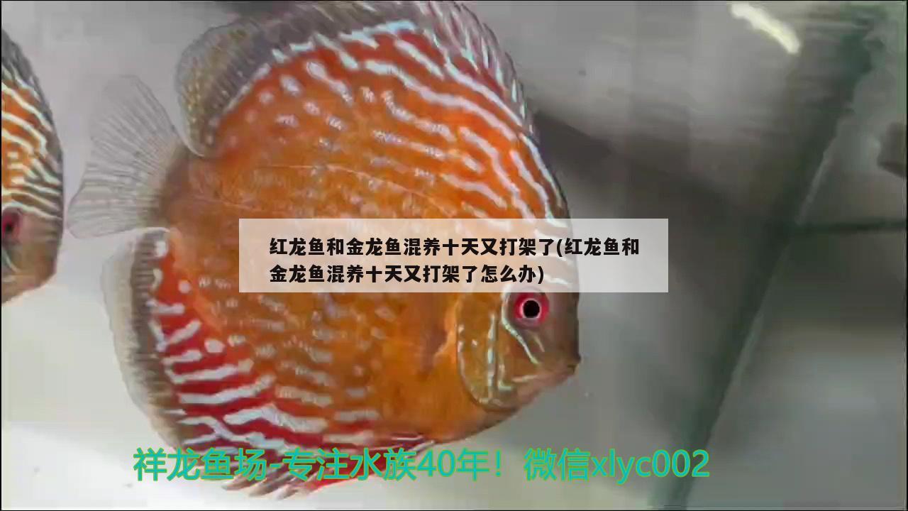 紅龍魚和金龍魚混養(yǎng)十天又打架了(紅龍魚和金龍魚混養(yǎng)十天又打架了怎么辦) 印尼四紋虎