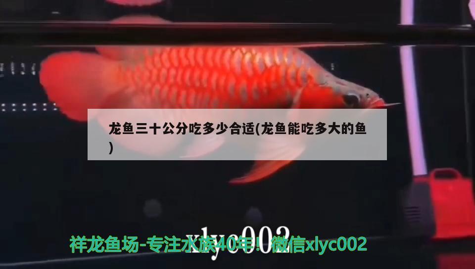 如何挑選小紅龍魚視頻教程大全(如何挑選小紅龍魚視頻教程大全下載) 白子紅龍魚