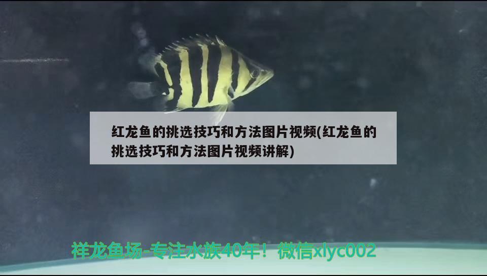 廣州水族館皇冠黑白魟魚