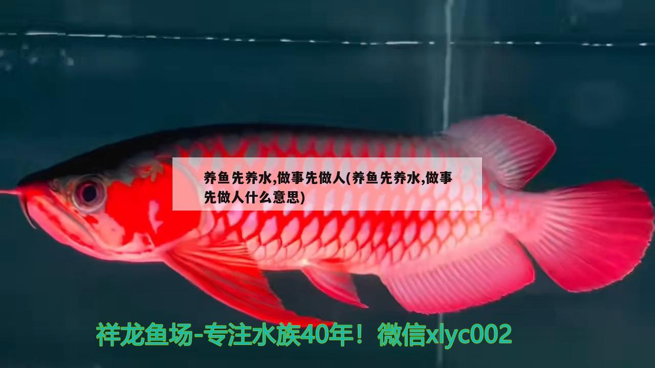 養(yǎng)魚先養(yǎng)水,做事先做人(養(yǎng)魚先養(yǎng)水,做事先做人什么意思) 馬拉莫寶石魚苗