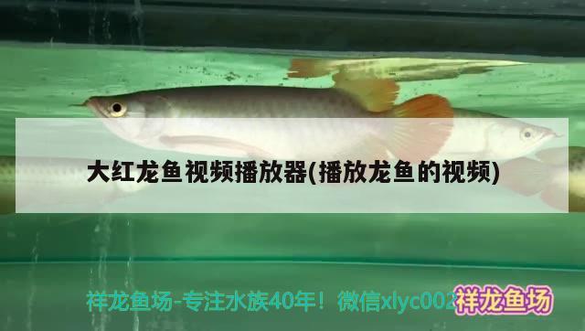 大紅龍魚視頻播放器(播放龍魚的視頻) 非洲金鼓魚